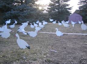 1 DOZEN FULLY FLOCKED AVALANCHE SNOW GEESE